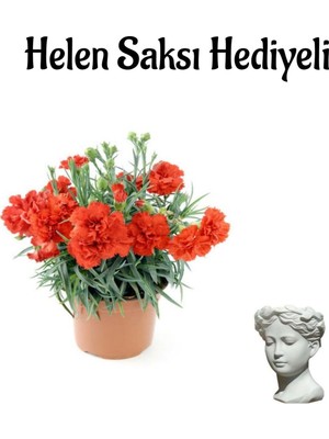Odea Sevgililer Günü Hediyesi Kırmızı Karanfil Çiçeği Helen Saksı Hediyeli