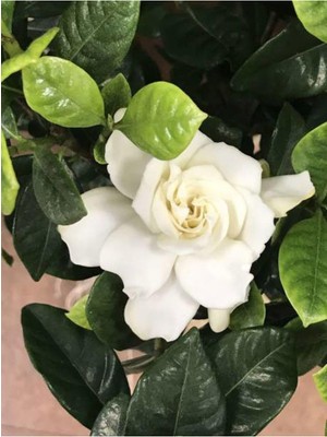 Odea Videolu Kokulu Gardenya Çiçeği 1 Adet Saksılı 30-50CM Ev Ofis Bitkisi (Jasminoides)