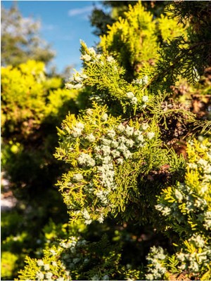 Odea Videolu Ferah Kokulu 1 Adet Limoni Servi Fidanı Saksılı 60-80CM (Lemon Cypress Sapling)
