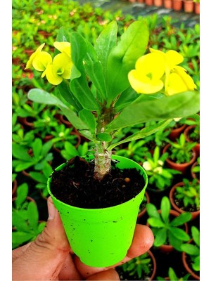 Odea Bitkim Sende Sarı Çiçekli Milli Dikenler Tacı, 10-45 Cm, Saksılı Canlı Euphorbia