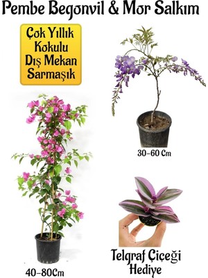 Odea Bitkim Sende Pembe Begonvil Çiçeği, Mor Salkım Ağacı Fidanı, Telgraf Çiçeği Hediyeli Bahçe Peyzaj Seti