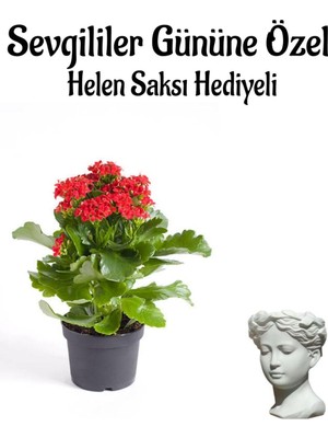 Odea Sevgililer Gününe Özel Kırmızı Renk Kalanşo Çiçeği Helen Saksı Hediyeli