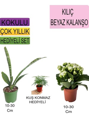Odea Avantajlı Ürünler 3'lü Set Tek Dikim Kılıç Beyaz Kalanşo Buz Çiçeği