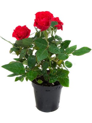 Odea Videolu Yediveren Kırmızı Gül Fidanı 1 Adet Saksılı/tüplü 10-15CM Bahçe Bitkisi (Red Rose)