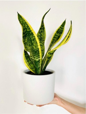 Odea Sansevieria/paşa Kılıcı/kılıç Çiçeği (35 Cm) Ev ve Ofis Bitkisi