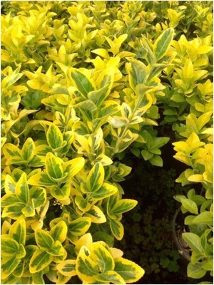 Odea Kampanyalı Gold Taflan Çiçeği Fidanı (30 50 Cm)1 Adet Saksılı Dış Mekan Bitkisi Celastraceae