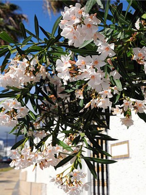 Odea Videolu Beyaz Zakkum Bitkisi 1 Adet Saksılı/tüplü 30-60 cm (White Oleander)