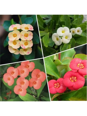 Odea Nura Botanik Euphorbia Milli Dikenler Tacı, 4 Adet Saksılı, 10-20CM, Alacalı-Beyaz-Turuncu-Kırmızı