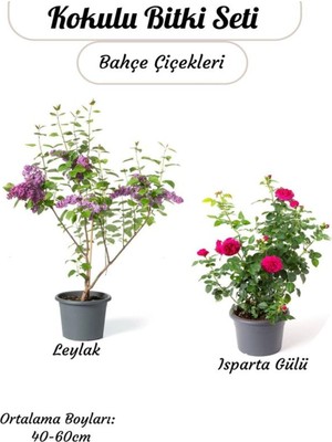 Odea Nura Botanik Kokulu Bahçe Çiçeği Seti, Mor Salkım + Isparta Gülü, 40-60 Cm, Saksılı