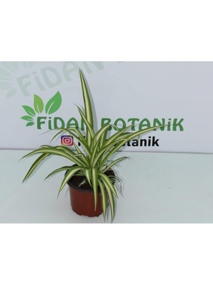 Odea Kurdele, BTSR271