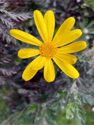 Odea Gardenbox Sarı Çalı Papatyası Çiçeği Fidanı, 23-40 Cm, Saksılı, Euryops Pectinatus