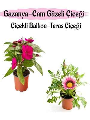 Odea Nura Botanik Pembe Cam Güzeli + Pembe Gazanya Çiçeği Saksılı Set, 10-20 cm