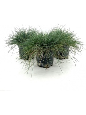 Odea Nura Botanik Mavi Çim Bitkisi Fidanı, 3 Adet, 25-40 Cm, Saksılı, Festuca Glauca