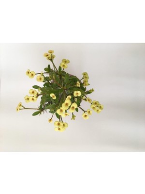 Odea Nura Botanik Dikenler Tacı Küçük Çiçekli Sarı Renkli Saksılı Kaktüs Euphorbia, 15-40 cm