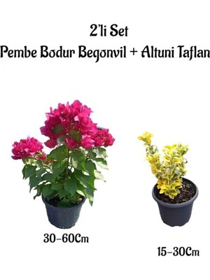 Odea Nura Botanik Pembe Bodur Begonvil Çiçeği Fidanı + Altuni Taflan Çit Bitkisi, 2'li Set, Saksılı Bahçe Bitkileri