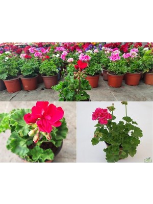 Odea Serada Decor & Plant Pembe Sardunya Çiçeği Saksılı