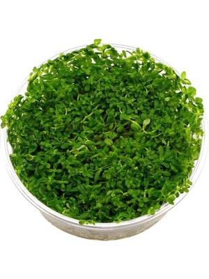 Odea Rotala Indica Green In Vitro 200CC Canlı Bitki