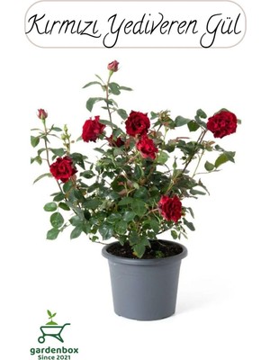 Odea Saksılı Kırmızı Renk Gül Fidanı 1 Adet 30-50CM Bahçe Gülü