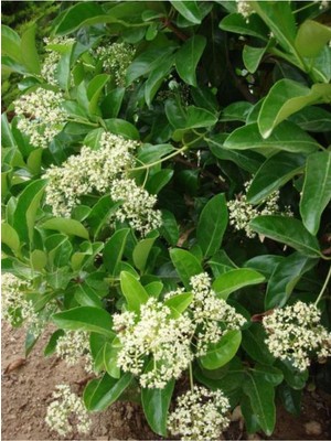 Odea Kartopu Viburnum Lucidum 1 Adet 60-80 cm Saksılı Dış Mekan Bahçe Peyzaj Çit Bitkisi, BTS011705NA3