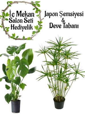 Odea Nura Botanik Japon Şemsiyesi (40-60 Cm) 1 Adet Saksılı + Deve Tabanı Bitkisi (50-70 Cm) 1 Adet Saksılı, Yeşil