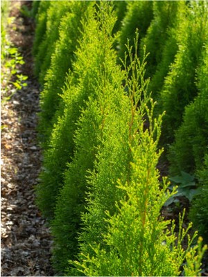 Odea Videolu Ithal Limon Servi Çam Fidanı 1 Adet Saksılı/tüplü 30-50CM (Cupressus Macrocarpa Goldcrest)