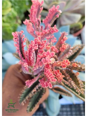 Odea Sevilen Özel Tür Pembe Renk Aşkın Gözyaşı Çiçeği 1 Adet Saksılı
