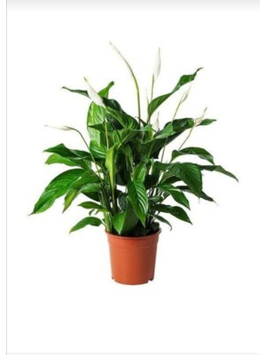 Odea Barış Çiçeği Spathiphyllum Sokak Lambası Ev Bitkisi Ofis Bitkisi, BRCSTTRNDYL0028