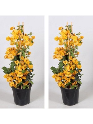 Odea Nura Botanik 2 Adet Sarı Begonvil Çiçeği, 30-40 Cm, Saksılı