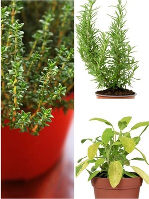 Odea Mutfak Aromatik Bitki Seti 3 Adet Saksı Kekik-Biberiye-Adaçayı 20-40CM (Thyme-Sage-Rosemary)