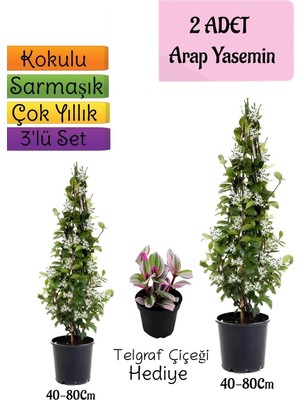 Odea Nura Botanik Kokulu 2 Adet Arap Yasemini Fidanı Saksılı, Telgraf Çiçeği Hediye, 3'lü Peyzaj Seti, 40-80 cm