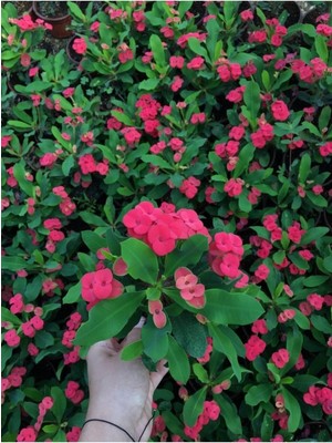 Odea Videolu Ithal Milli Dikenler Tacı Kırmızı Çiçekli 1 Adet Saksılı 20-30CM Salon Bitkisi (Euphorbia)