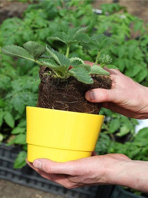 Odea Iri Meyveli Çilek Fidanı (5-10 Cm)1 Adet Saksılı Dış Mekan Bitkisi, BTSNU2602202477