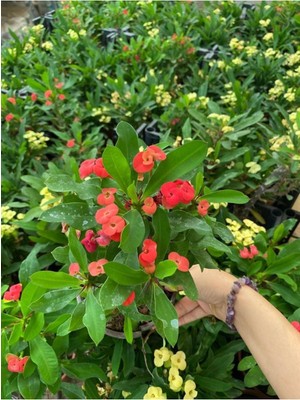 Odea Kırmızı Renk Milli Dikenler Tacı Çiçeği 1 Adet Saksılı (Euphorbia Milii)