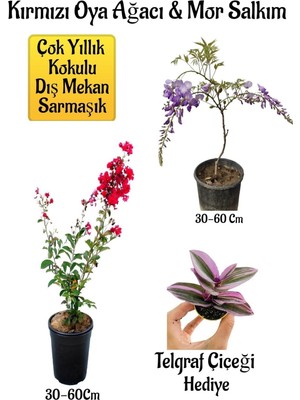 Odea Gardenbox Kırmızı Oya Ağacı Fidanı, Mor Salkım Ağacı Fidanı, Telgraf Çiçeği Hediyeli Bahçe Peyzaj Seti, Çok Renkli