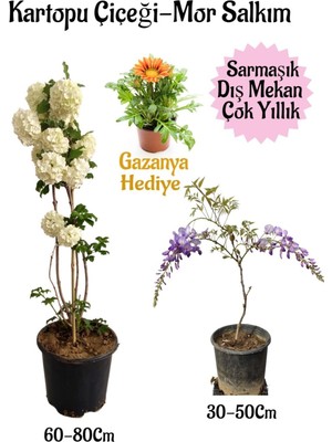 Odea Gardenbox Kartopu Çiçeği, Mor Salkım, Turuncu Gazanya Hediyeli Saksılı Bahçe Seti, Çok Renkli