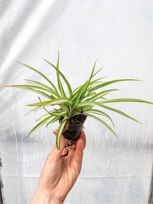 Odea Videolu Kurdele Çiçeği Bitkisi1 Adet Saksılı/tüplü 10-20CM Iç Mekan Salon Balkon Bitkisi