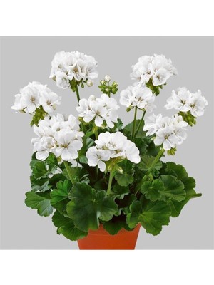 Odea Gardenbox Sardunya Çiçeği Beyaz Saksılı