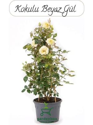 Odea Canlı Beyaz Renk Gül Fidanı 1 Adet Sakısda Bahçe Çiçeği 30-40CM