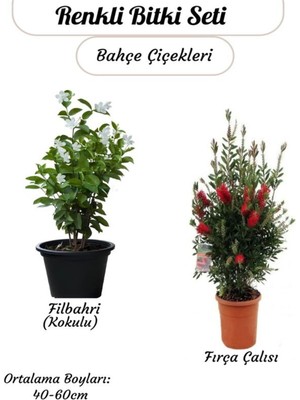 Odea Nura Botanik Kokulu Filbahri Sarmaşığı + Fıça Çalısı Bahçe Bitkisi Saksılı, 40-60CM