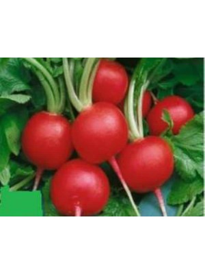 Odea Megcito Turp Ufak Tohumu - Aksel 10 gr