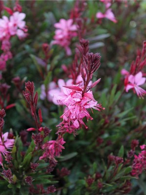 Odea Videolu Pembe Gavura Çiçeği Fidanı 1 Adet Saksılı 40-70 cm Bahçe Bitkisi (Gaura)
