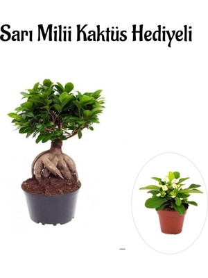 Odea Hediyelik Bonsai Bitkisi Sevgililer Gününe Özel Sarı Milii Kaktüs Hediyeli, BTS001NA0117