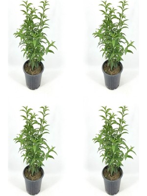 Odea Gardenbox Melisa Officinalis 40-60 Cm, 4 Adet Saksılı Çiçekli Iç/dış Mekan Bitkisi