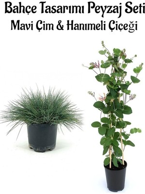 Odea Mavi Çim 1 Adet Saksılı (10-20CM)+HANIMELI Çiçeği (30-60CM) 1ADET Bahçe Seti, BTS0106NA10