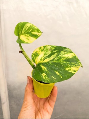 Odea Gardenbox Sarı Alacalı Pothos Salon Sarmaşığı, Mini Saksıda, 5-15CM, Iç Mekan Bitkisi