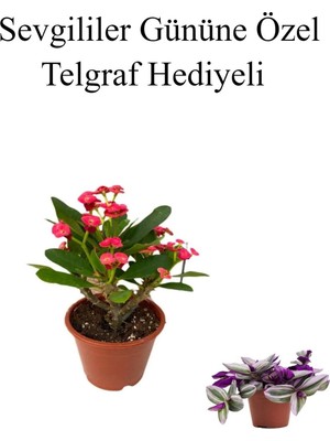 Odea Kadınlar Gününe Özel Kırmızı Renk Milli Diken-Kaktüs Telgraf Hediyeli