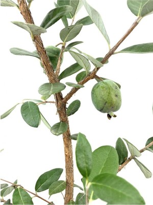 Odea Kaymak Ağacı Feijoa Bitkisi Fidanı1 Adet Saksılı/tüplü 40-90CM Bahçe Bitkisi, BTS0001NA1354
