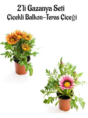 Odea Kampanyalı Turuncu Sarı-Pembe Beyaz Renk Gazanya Çiçeği 2 ADET(10-20CM) Bahçe Balkon Çiçeği