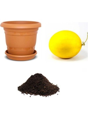 Odea Gardenbox Ithal Saksı Kavunu Tohumu, 10 Adet Ekim Seti, Toprak ve Saksı Dahil