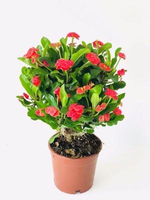 Odea Videolu Kırmızı Milli Dikenler Tacı Dolgun Gösterişli Bitki 1 Adet Saksılı 20-40 cm (Euphorbia)